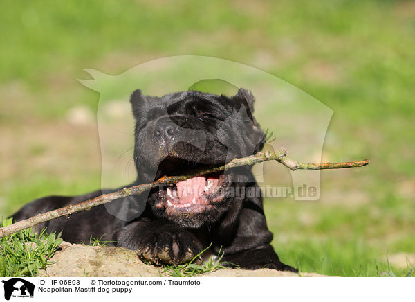 Neapolitan Mastiff dog puppy / IF-06893