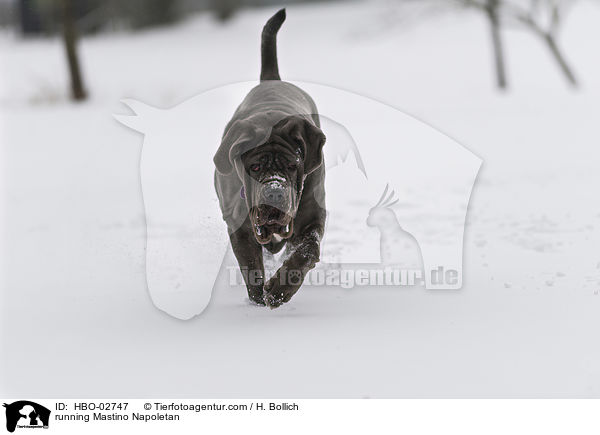 running Mastino Napoletan / HBO-02747