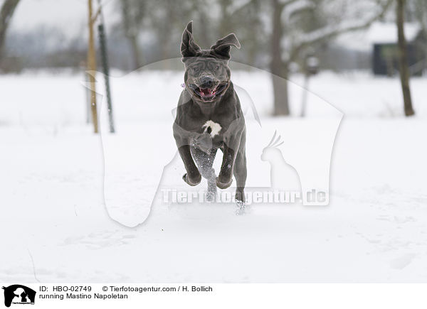 running Mastino Napoletan / HBO-02749