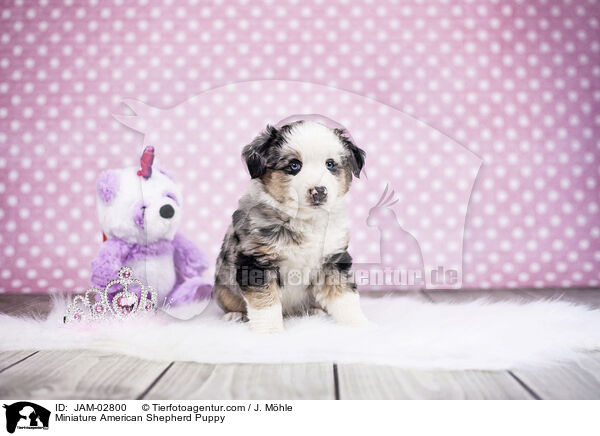 Miniature American Shepherd Puppy / JAM-02800