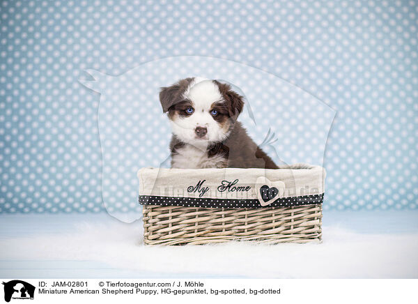 Miniature American Shepherd Puppy, HG-gepunktet, bg-spotted, bg-dotted / JAM-02801