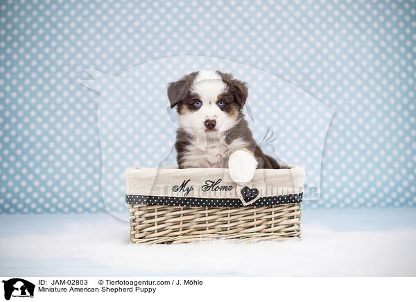 Miniature American Shepherd Puppy / JAM-02803