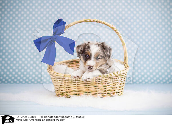 Miniature American Shepherd Puppy / JAM-02807
