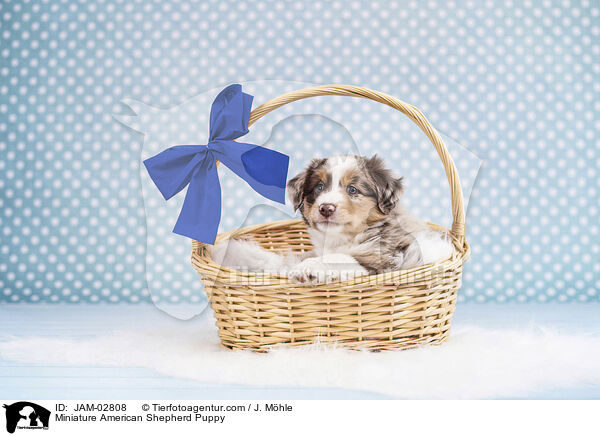 Miniature American Shepherd Puppy / JAM-02808