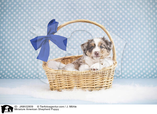 Miniature American Shepherd Puppy / JAM-02809