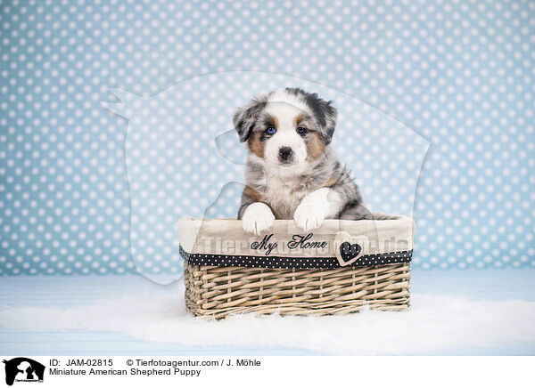 Miniature American Shepherd Puppy / JAM-02815