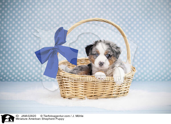 Miniature American Shepherd Puppy / JAM-02820