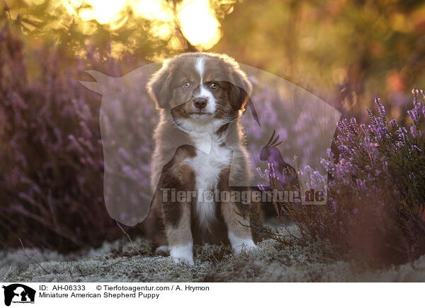 Miniature American Shepherd Puppy / AH-06333
