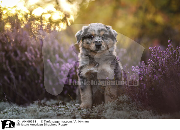 Miniature American Shepherd Puppy / AH-06338