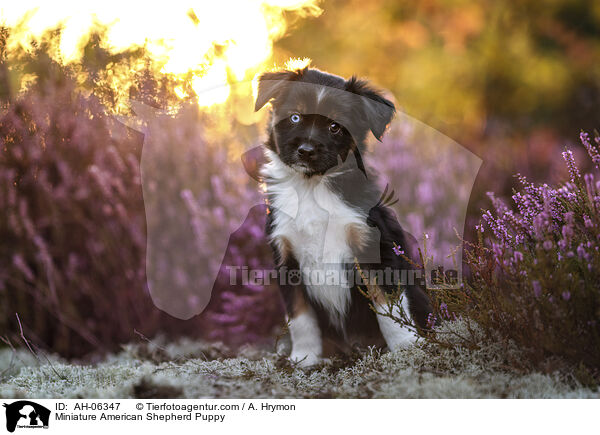 Miniature American Shepherd Puppy / AH-06347