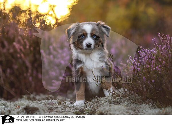 Miniature American Shepherd Puppy / AH-06348