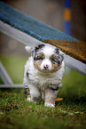 walking Miniature American Shepherd Puppy