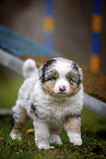 walking Miniature American Shepherd Puppy