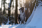 Miniature American Shepherd in the winter