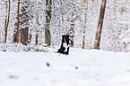 Miniature American Shepherd in the snow