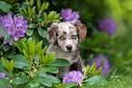 sitting Miniature American Shepherd puppy