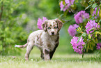 Miniature American Shepherd puppy stands on meadow
