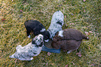 Eating Miniature American Shepherd Puppies