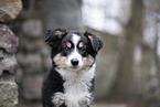 3 months old Miniature American Shepherd