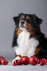 Miniature American Shepherd with Christmas baubles