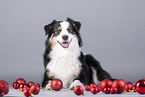Miniature American Shepherd with Christmas baubles