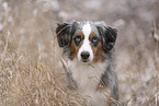 female Miniature American Shepherd