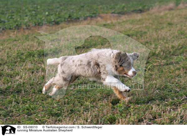 running Miniature Australian Shepherd / SS-08010