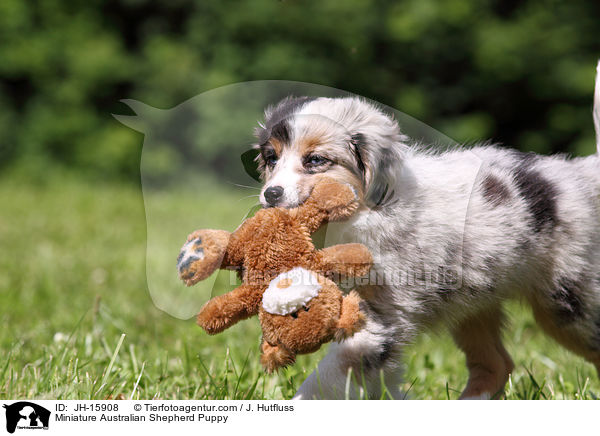 Miniature Australian Shepherd Puppy / JH-15908