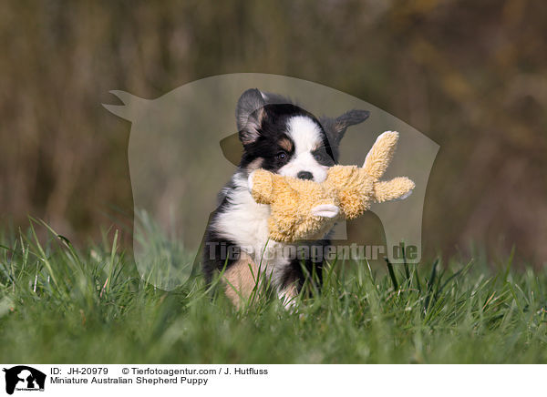Miniature Australian Shepherd Puppy / JH-20979