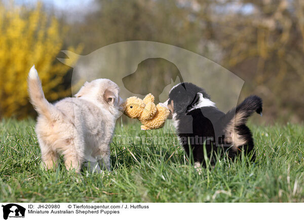 Miniature Australian Shepherd Puppies / JH-20980