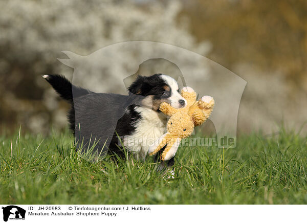 Miniature Australian Shepherd Puppy / JH-20983