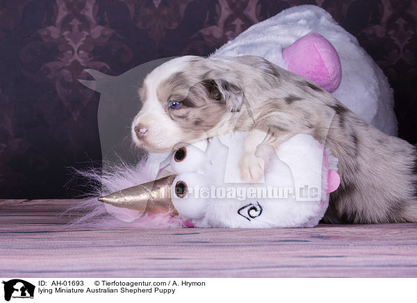 lying Miniature Australian Shepherd Puppy / AH-01693