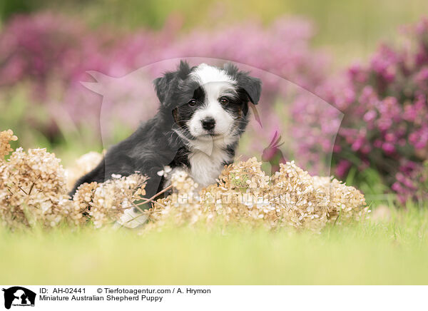 Miniature Australian Shepherd Puppy / AH-02441