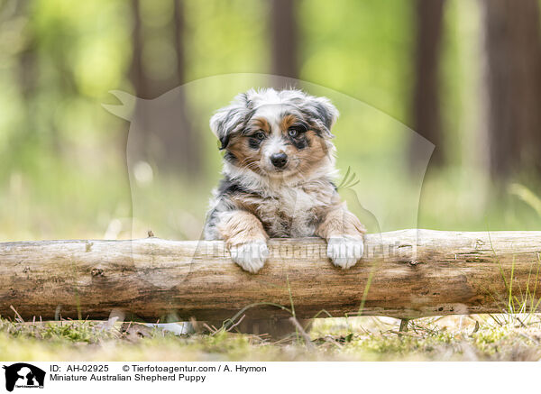 Miniature Australian Shepherd Puppy / AH-02925