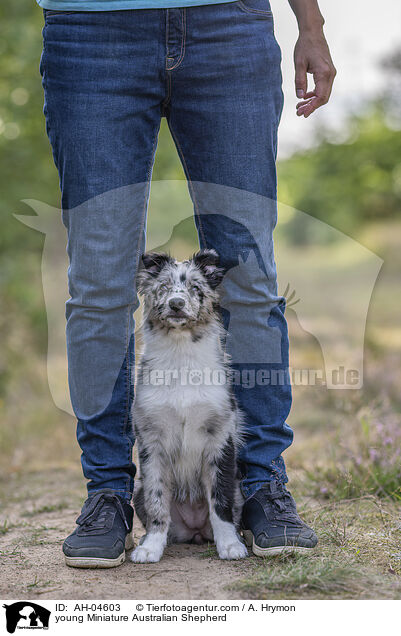 young Miniature Australian Shepherd / AH-04603