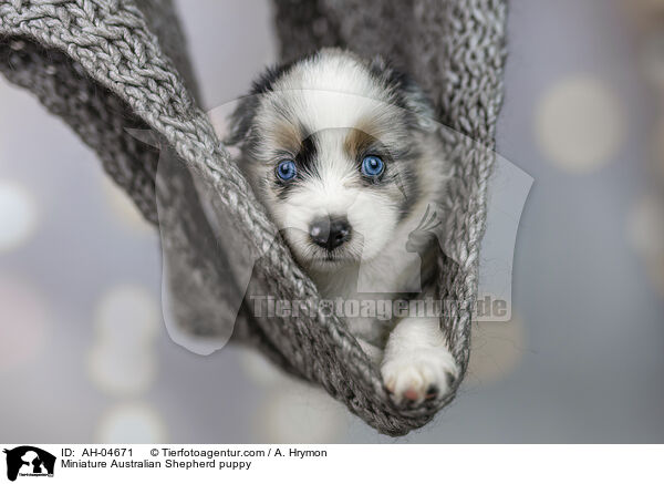 Miniature Australian Shepherd puppy / AH-04671