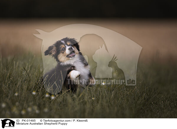 Miniature Australian Shepherd Welpe / Miniature Australian Shepherd Puppy / PK-01485