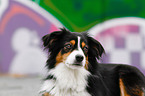 Miniature Australian Shepherd Portrait