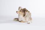 lying Miniature Australian Shepherd