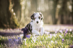 young Miniature Australian Shepherd