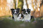 Miniature Australian Shepherds with Sheltie