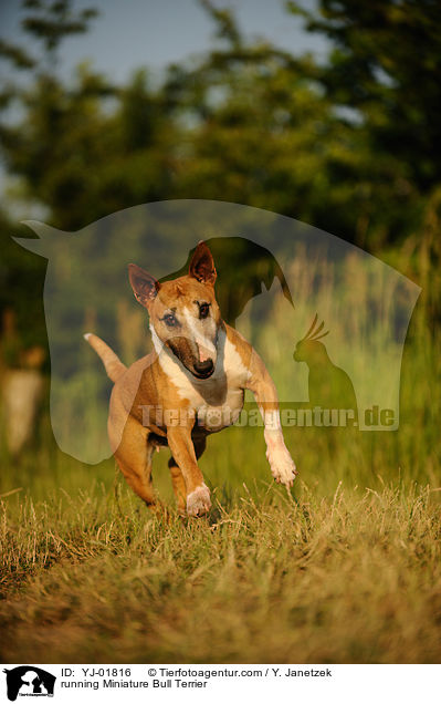 running Miniature Bull Terrier / YJ-01816