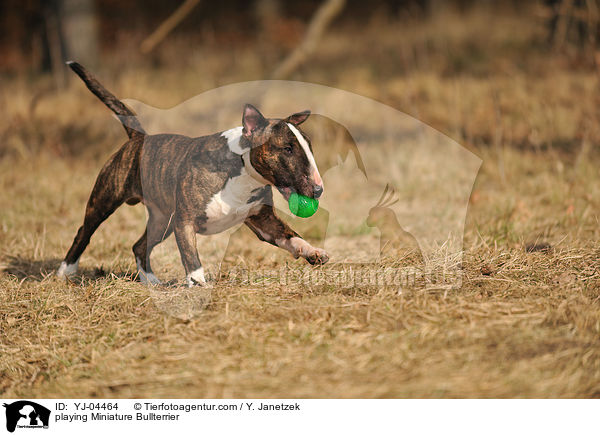 playing Miniature Bullterrier / YJ-04464