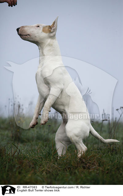 English Bull Terrier shows trick / RR-47083