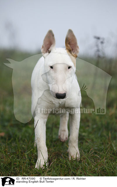 standing English Bull Terrier / RR-47090