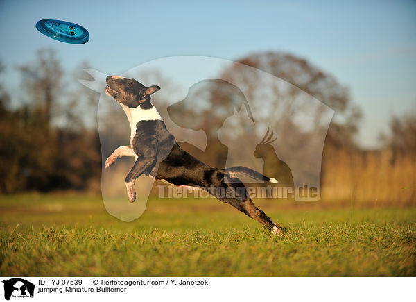 jumping Miniature Bullterrier / YJ-07539