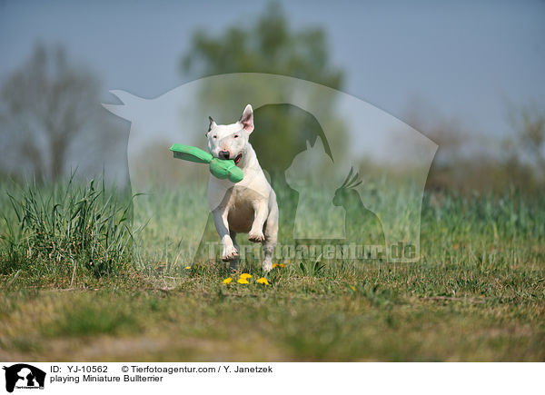 playing Miniature Bullterrier / YJ-10562