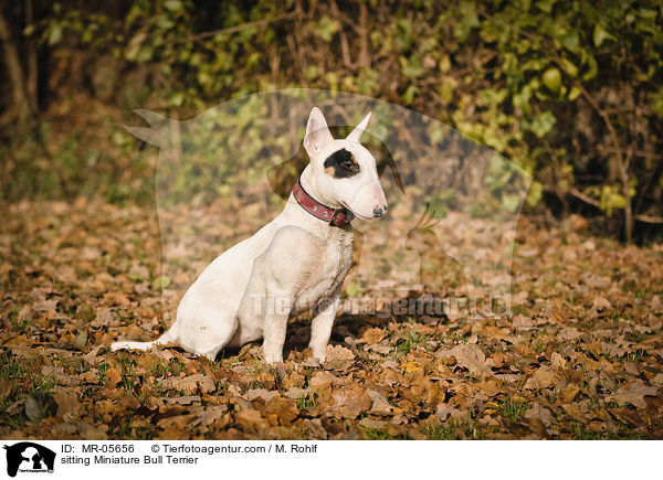 sitzender Miniatur Bullterrier / sitting Miniature Bull Terrier / MR-05656
