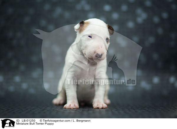 Miniatur Bullterrier Welpe / Miniature Bull Terrier Puppy / LB-01250