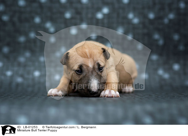 Miniatur Bullterrier Welpe / Miniature Bull Terrier Puppy / LB-01253